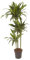 Plant in a Box - Dracaena fragrans Janet Craig - Planta de interior grande - Fácil de cuidar - Hojas verde oscuro - Planta de interior auténtica - Maceta 24cm - Altura 140-150cm