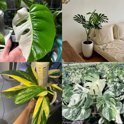 30 pz Semi di Monstera Variegata Pianta Monstera vera pz Semi di Monstera Deliciosa Regalo di semi, giardino fiorito Bonsai da interno bonsai, piante da giardino resistenti Piante da interno