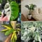 30 pz Semi di Monstera Variegata Pianta Monstera vera pz Semi di Monstera Deliciosa Regalo di semi, giardino fiorito Bonsai da interno bonsai, piante da giardino resistenti Piante da interno