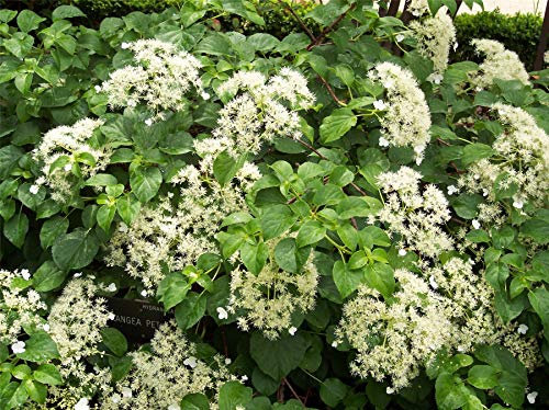 Direct Plants Hydrangea Petiolaris Climbing Hydrangea Plant 5ft Extra Large Supplied in a 7.5 Litre Pot