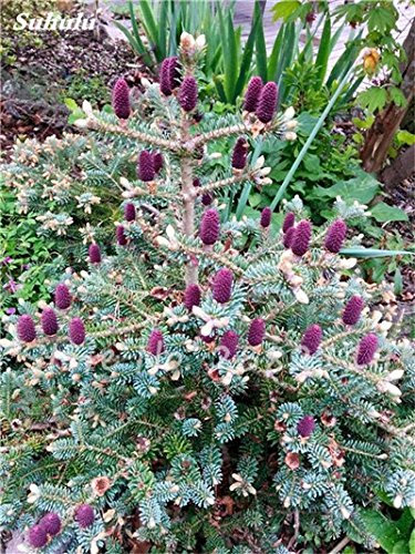 Abies Samen, koreanische Tanne, Nordmannstanne (Weihnachtsbaum, Conifer) Samen Baum. Haus-Garten Bonsaipflanzen und Blumen-Samen 100 PC-22