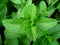 Las Semillas de germinación: 5000 Mentha piperita (Menta) Semillas - W/Tracking