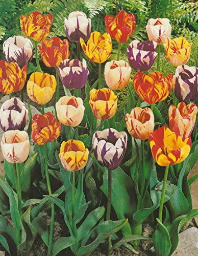 100 Gemischte Rembrandt Tulpenzwiebeln Blumenzwiebeln