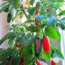 Giant Jalapeno, Peppers Plants for Indoor or Outdoors, Chilli Plants, 6 x Plug Plant Pack, Ready to Plant, Ideal for Chilli Peppers & Hot Chilli Food Lovers