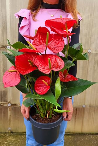 POWERS TO FLOWERS - ANTHURIUM ROSSO, vaso 17cm diametro, pianta vera