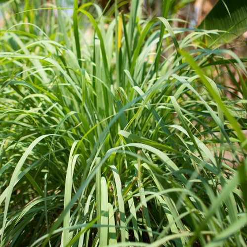 100 pcs zitronengras samen mehrjährig - Cymbopogon citratus - kräutergarten, hochbeet zitronengras pflanze kaufen kräuterbeet für die küche, pflanzensamen winterharte pflanzen für