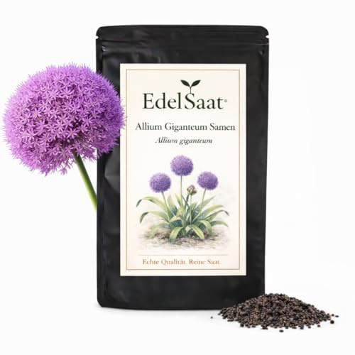 Allium giganteum Samen – Riesen-Zierlauch mit violetten Kugelblüten | Zierlauch-Samen für Garten & Beet | winterharte, bienenfreundliche | Zierpflanze & Gartenpflanze