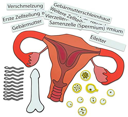 Betzold 89846 - Ein Kind entsteht - Magnetisches Tafelmaterial, Sexualkunde, englisch / deutsch, Biologie
