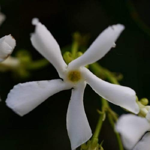 3 x Jasmin étoilé/Faux jasmin: achetez 3/payez 2 | Feuillage persistant et robuste/fleurs blanches (parfumé) - ClematisOnline | 3 x pot de 1,5 litre | fleurs blanches en forme d'étoile