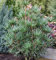 Japanische Schirmtanne Beauty Green 50-60cm - Sciadopitys verticillata