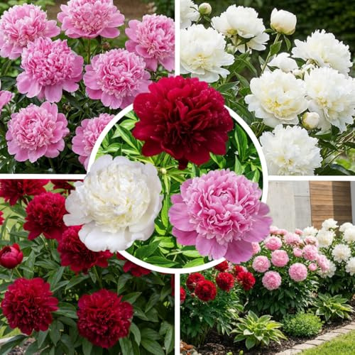 FLORIUM Pfingstrosen Pflanzen Blossom Charm – 3 Stück, Winterhart | 3 Pfingstrosen Pflanzen, Großblütige Blüten, Winterhart & Mehrjährig, Für Garten & Beet, Holland-Qualität