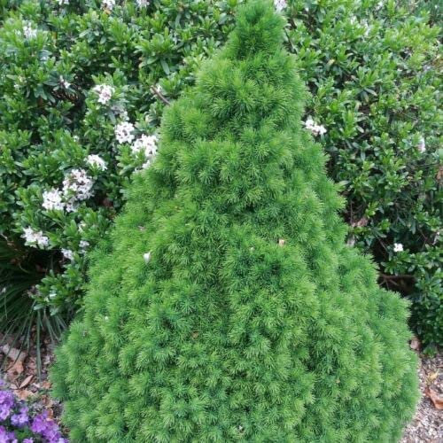 9cm Pot Picea glauca VAR.albertiana Conica Dwarf Conifer ( 1 Pack ), Blue,Green
