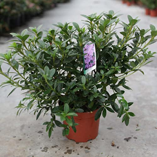 Rhododendron Plant 'Blue Danube' Evergreen Azalea Neat Compact Hardy Shrub RHS AGM Pink Blooms Easy to Grow Flowers for Borders Containers 2-Litre Potted Plants by Thompson and Morgan