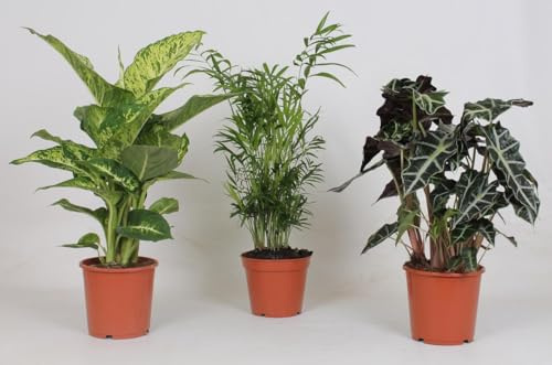 Zimmerpflanzen Mix | 3 Stück - 35-45cm - Ø17cm - Zimmerpflanze - Immergrün - Multideal