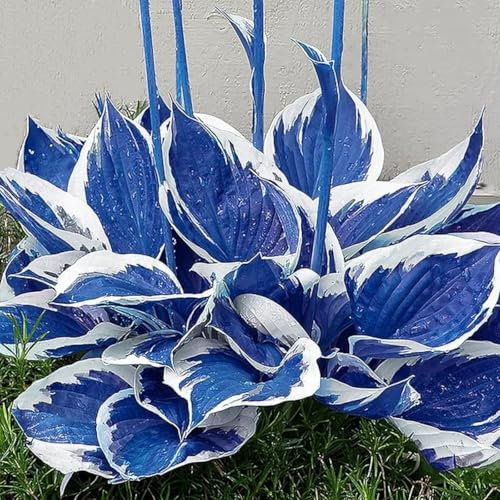 Rizoma di Hosta. Pianta di Hosta. Perenne resistente al freddo.Adatta per essere piantata in tutte le stagioni.- Facile da coltivare.Adatta a tutti.-8 hosta-B