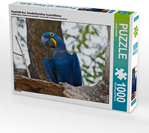 CALVENDO Puzzle Hyazinth-Ara, Anodorhynchus hyacinthinus 1000 Teile Puzzle quer | 1000 Teile Lege-Größe 64 x 48 cm Foto-Puzzle für glückliche Stunden