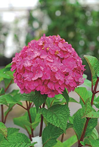 Suttons Hardy Hydrangea Macrophylla 'Endless Summer Bloomstar' Flowering Shrub, Ideal for Patio Pots & Containers, Cut Flower & Woodland Gardens (1 x 5 Litre Pot)