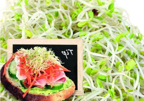 Pezzi - 80000x Erba Medica Germogli Bio Buzzy Organici Sprouting Piante Seme K540 - Seeds & Plants Shop by Ipsa