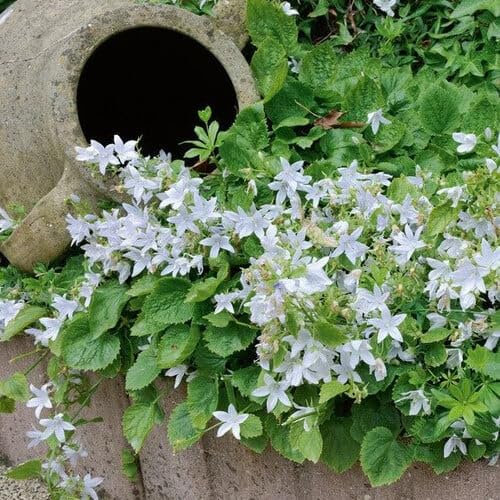 Plant World Seeds - Campanula Poscharskyana VAR. Lanata Seeds (Perennial Flower Seeds)