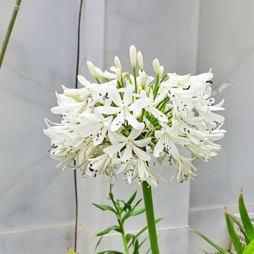 100 piezas semilla resistentes de Agapanthus Alto valor decorativo semillas de Agapanto flores silvestres, balcón semillas de pasto de abejas, jardín de plantas