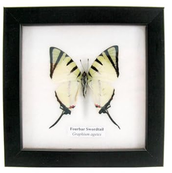 Echter präparierter Schmetterling im Schaukasten, tropisch, exotisch, Wandbild, tot, kaufen, echt im Rahmen, getrocknet echte Schmetterlinge (Fourbar swordtail)