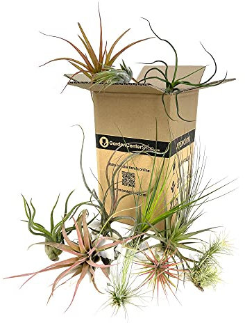 Garden Center shop | Pack 10 Tillandsias Variadas Naturales | Plantas de Aire Clavel Aéreo | Sin Tierra ni Maceta | Bajo Mantenimiento | Decoración Interior y Terrarios