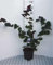 Corylus hybr. 'Red Majestic'® - Noisetier Tortueux Rouge, Noisetier Tortillard Rouge 40-60 cm en pot