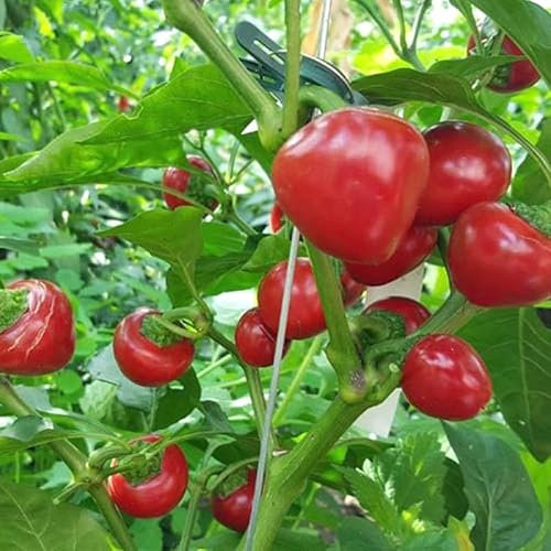 Semillas de Chili Cherry Bomb - Chili Aji Bomba de Cereza Semillas de Hortalizas