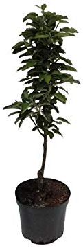Säulenapfel Rhapsodie (S) Apfel Säulenobst Terrassenobst Balkonobst 80-120 cm 7,5 Liter Topf M7