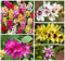 20x Ixia Mixed Bulbs African Corn Lily Mix Multi-Coloured Flowers Beautiful Autumn Planting Garden Perennial Plant Size 5/6