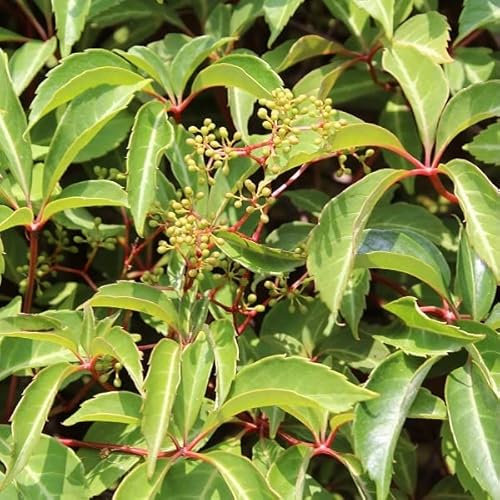 Selbstklimmer Wein 'Veitchii' - Parthenocissus tr. ‘Veitchii' - 50-60 cm Topf