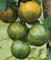 30 GREEN ZEBRA Tomatensamen HEIRLOOM 2017 (non-GMO Erbstück Gemüsesamen!)