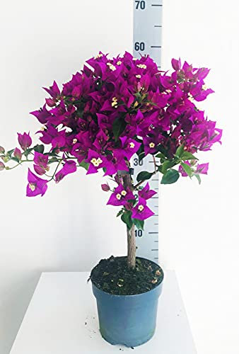 Bouganville in vaso – pianta vera rampicante in vaso 15 - Fiore viola - Varieta' Sabina