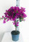 Bouganville in vaso – pianta vera rampicante in vaso 15 - Fiore viola - Varieta' Sabina