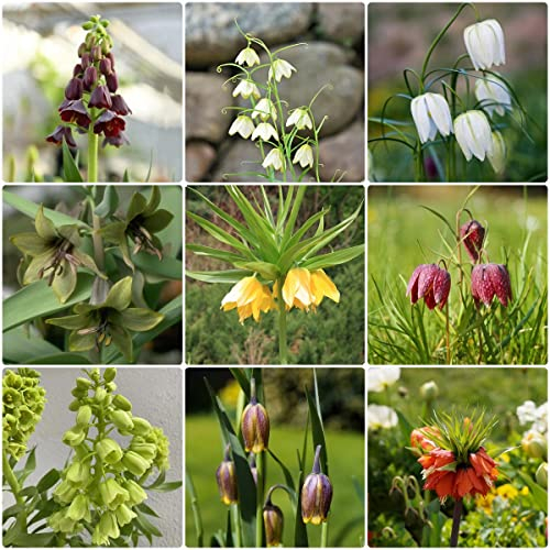 6 Stück zwiebeln kaiserkronen knollen mehrjährig kaiserkrone zwiebel Fritillaria - Seltene Pflanzen serie - blumenzwiebeln mix geschenke für ältere menschen pflanzendeko bonsai topf indoor garden