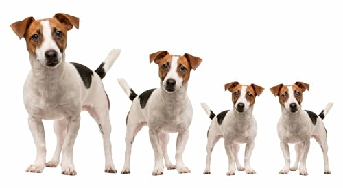 AdriLeo - Aufkleber 4er-Set - Jack Russell Terrier - Deko Autoaufkleber Sticker Hund