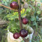 semi di fico alberi da frutto nani acquistare alberi da frutto piante in vaso succulente resistenti frutti esotici giardino fiorito piante esotiche resistenti giardino perenni letto 10pcs