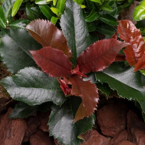 Photinia x fraseri ‘Magical Volcano’ – Evergreen Shrub with Red Spring Foliage & White Flowers – Hardy Garden Plant for Hedges, Screens & Containers – 9cm Pot x2 by Thompson & Morgan