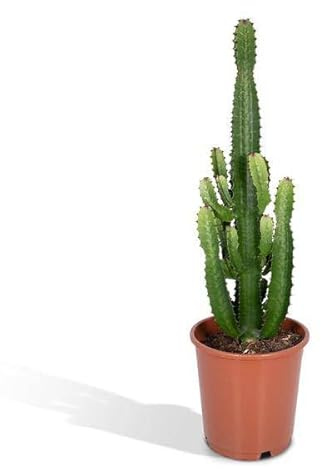 Kaktus Wolfsmilch Euphorbia Acrurensis Cowboy Zimmerpflanze Ø24 cm 60-80 cm | pflegeleicht, sparsam im Wasserbedarf, für Fensterbank und Regal, für Wohnzimmer und Büro