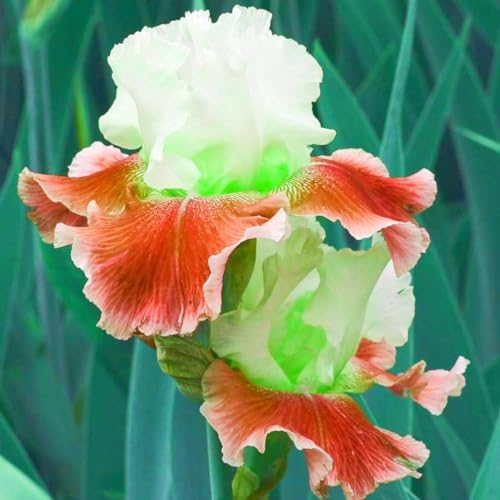 Iris Zwiebeln-Winterhart MehrjäHrig,Iris Blumenzwiebeln,Iris Pflanze,Iris Knollen Mix,Schwertlilien Winterhart Knoll,Iris Blumen,Bonsai Pflanze,Gartenblumen-15zwiebeln-c