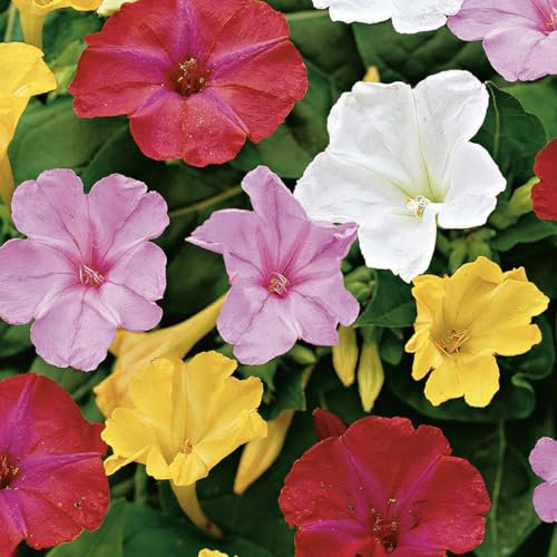 Bloomique – 5er-Mix – Mirabilis Jalapa – Nachtschönheit – Knollen – Gartenpflanzen – Stauden – winterhart – mehrjährig – wird bis zu 70–100 cm groß