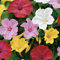 Bloomique – 5er-Mix – Mirabilis Jalapa – Nachtschönheit – Knollen – Gartenpflanzen – Stauden – winterhart – mehrjährig – wird bis zu 70–100 cm groß