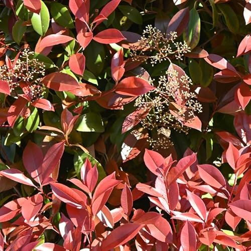 Photinia Fraseri Carré Rouge 50cm en Pot - Plante En Pot - Floraison Mai à Juin - Couleur de la Fleur - Hauteur 2-3 m