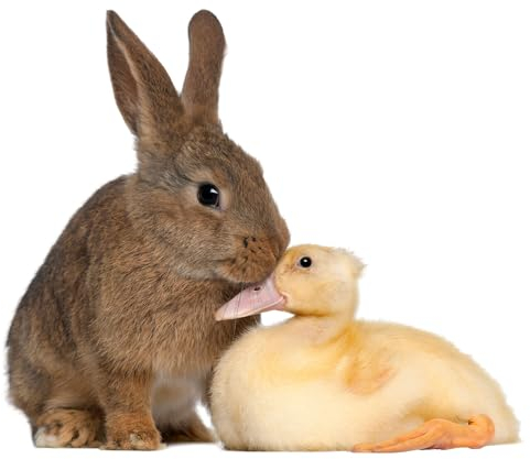 Fensterbild Kaninchen mit Ente I Frühling Verliebt Ostern Hase I selbsthaftend wiederverwendbar I dv1409