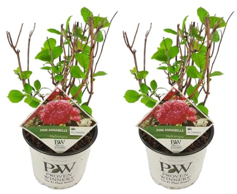 Plant in a Box - Hydrangea arborescens 'Pink Annabelle' - Hortensie - 2 Stücke - Gartenpflanze - Rosa - Topfgröße 19 cm - Höhe 40-50 cm