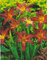 Taglilie Autumn Red Hemerocallis (1 Wurzelstück) Winterhart Staude