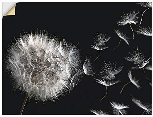 ARTland Wanddeko Wandtattoo selbstklebende Vinylfolie 80x60 cm Blumenbilder Pusteblume Blumen Pflanzen Schwarz Weiß U1UG