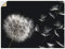 ARTland Wanddeko Wandtattoo selbstklebende Vinylfolie 80x60 cm Blumenbilder Pusteblume Blumen Pflanzen Schwarz Weiß U1UG