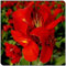 Canna zwiebeln,blumenzwiebeln mehrjährig winterhart,canna knollen,canna pflanze knolle,winterharte pflanzen für garten,Zierpflanzen,tropischer Stil.-1zwiebeln-Red
