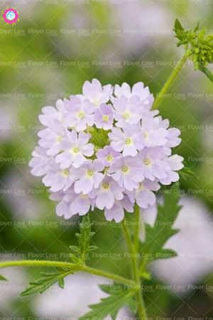 Shopmeeko 100PCS seltene blaue Verbene Pflanze, Verbena Hortensis, Verbena Hybrida Bonsai Blume Pflanze Indoor Blume Pflanzen hat medizinischen Wert: 6